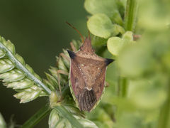 Diceraeus melacanthus