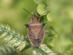 Diceraeus melacanthus
