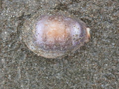 Pseudozonaria robertsi