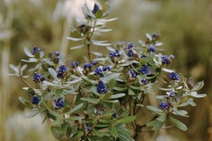 Monnina crassifolia