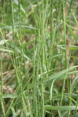 Aegilops tauschii