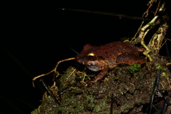 Pristimantis fenestratus