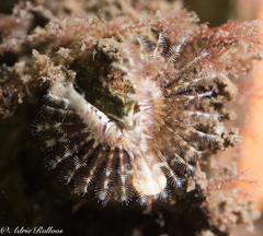 Spirobranchus triqueter