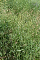 Aegilops tauschii