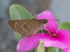 Cymaenes lepta