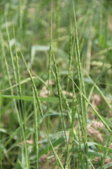 Aegilops tauschii