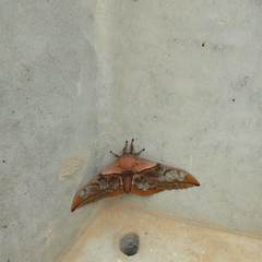 Neorcarnegia basirei