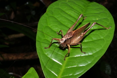 Hyperomerus ferreirai