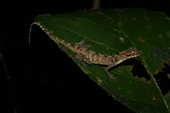 Anolis chrysolepis