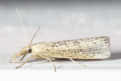Pediasia abnaki