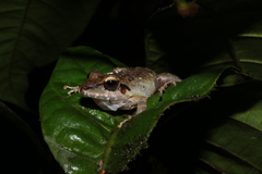 Pristimantis fenestratus