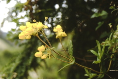 Calceolaria crenata