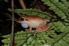 Pristimantis fenestratus