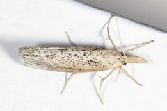 Pediasia abnaki