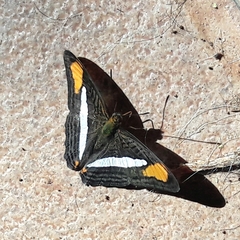 Adelpha falcipennis