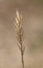 Agropyron desertorum
