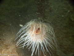 Sagartiogeton undatus