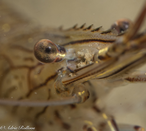 Common Prawn, Den Osse Haven, photo 7 of 10