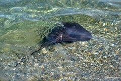 Pteroplatytrygon violacea