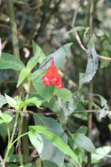 Kohleria trianae