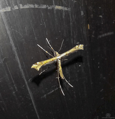 Stenoptilodes sematodactyla