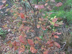 Vaccinium fuscatum image