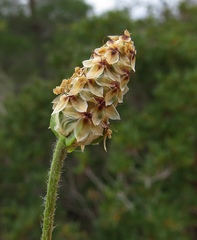 Plantago amplexicaulis