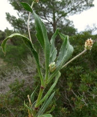 Plantago amplexicaulis