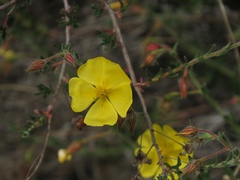 Fumana arabica