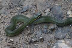 Erythrolamprus epinephalus albiventris