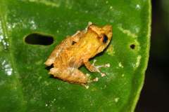 Pristimantis calcarulatus