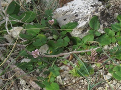 Valeriana italica