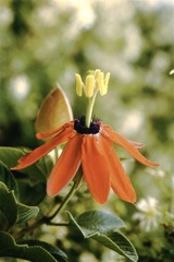 Passiflora manicata