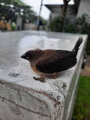 Lonchura leucogastroides