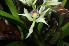 Prosthechea fragrans