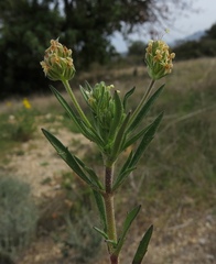 Plantago afra