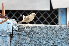 Passer domesticus