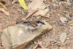 Passer domesticus