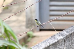 Todirostrum cinereum