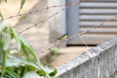 Todirostrum cinereum