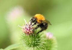 Bombus pascuorum