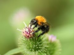 Bombus pascuorum