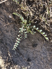 Astragalus douglasii