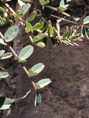 Astragalus douglasii