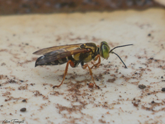 Tachytes distinctus