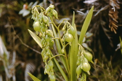 Epidendrum frutex