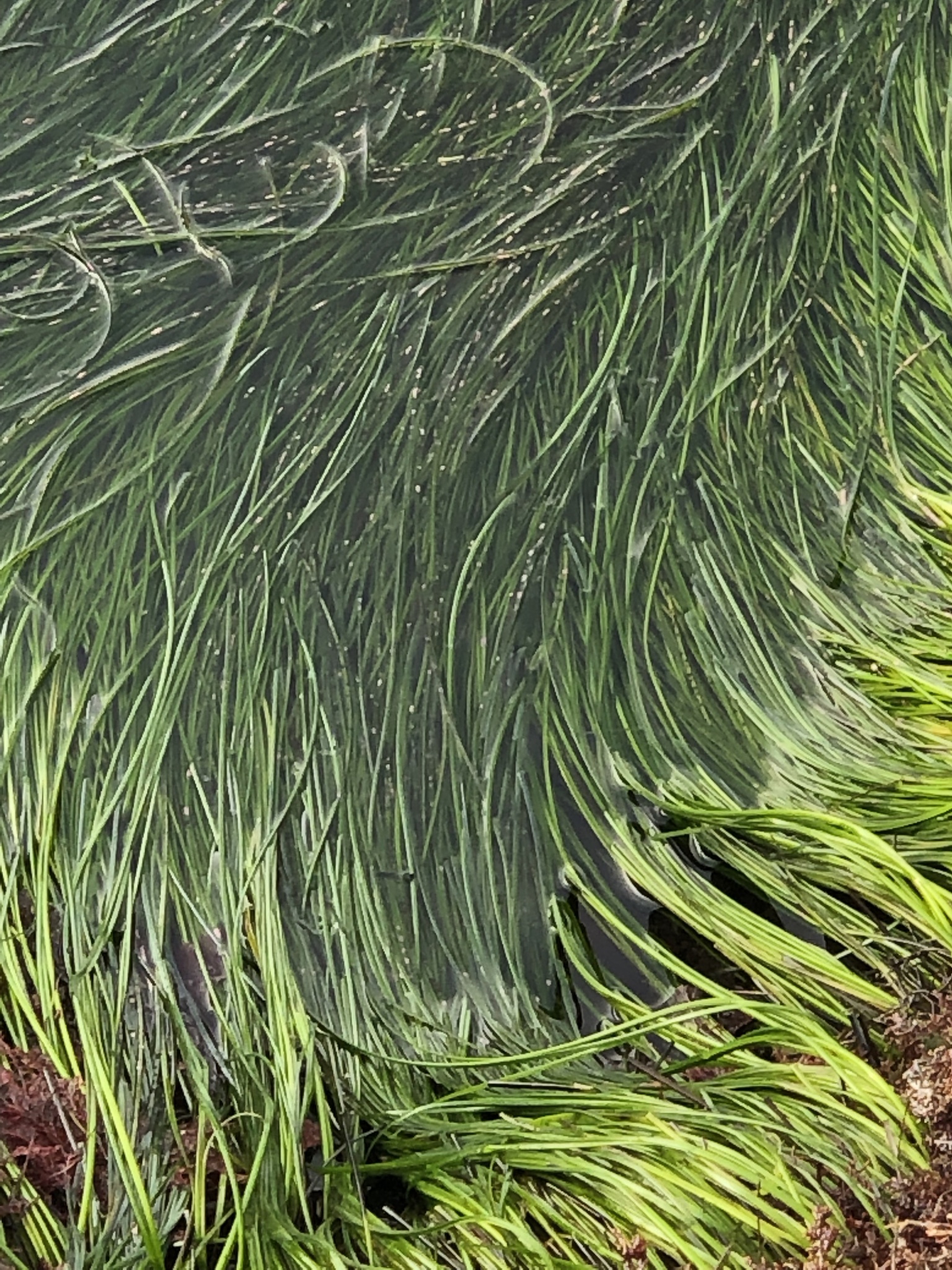 Zosteraceae