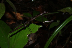 Macromusonia