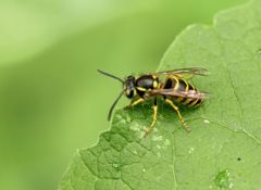 Vespula vulgaris