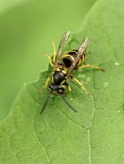 Vespula vulgaris